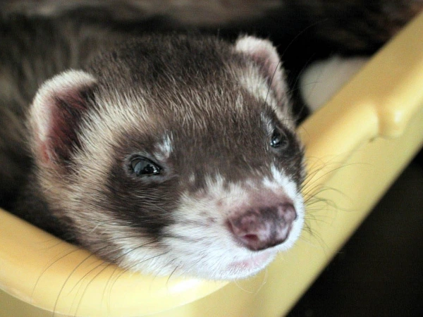 Ferret in yellow container