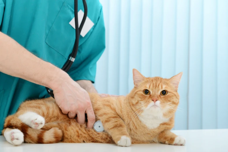 Veterinář zkouší kočku pomocí fonendoskopu na klinice.