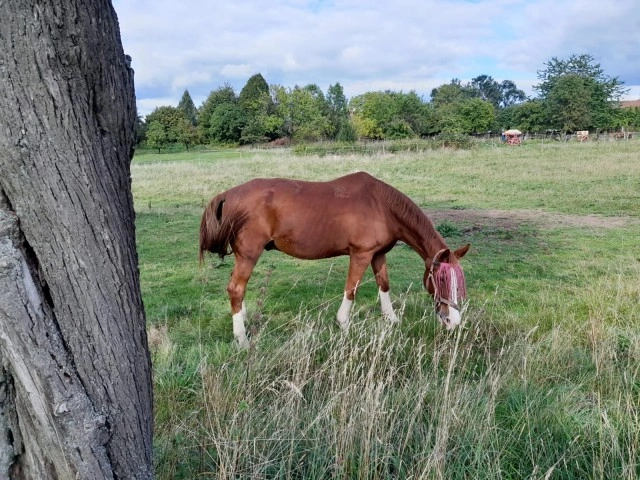 Brown horse grazing