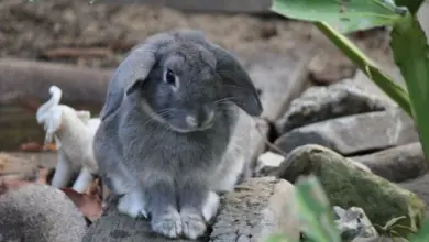 Šedý králík sedí na kameni v zahradě.