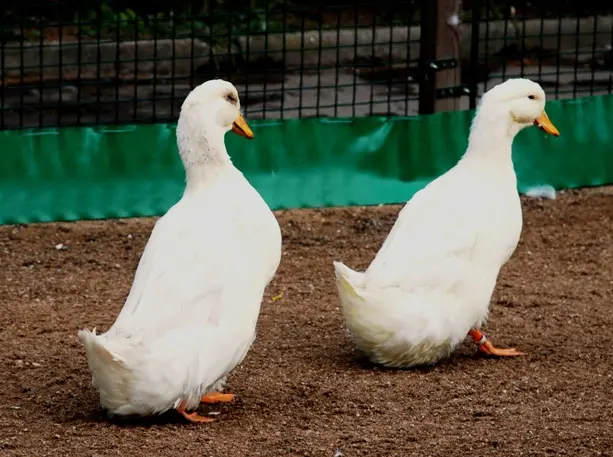 Dvě bílé kachny plemene Pekingská stojící na zemi.