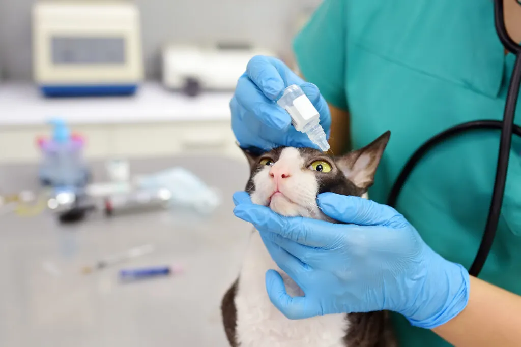 Veterinář podává kočce kapky do oka při zánětu.
