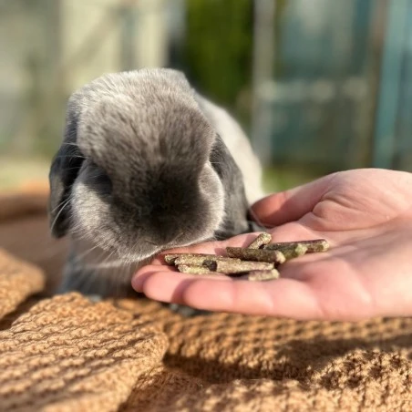 Králík jí suché krmivo z dlaně člověka.
