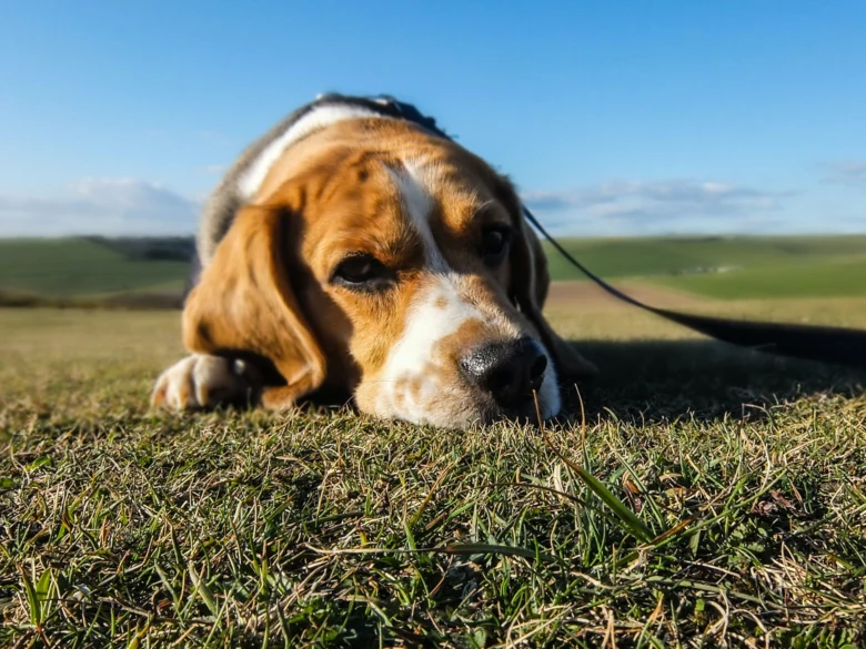 Beagle leží na trávě pod modrou oblohou.