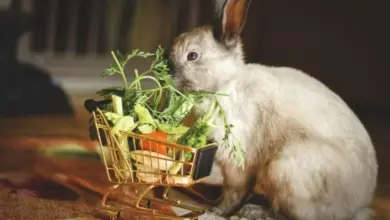Králík sedí vedle košíku plného zeleniny.