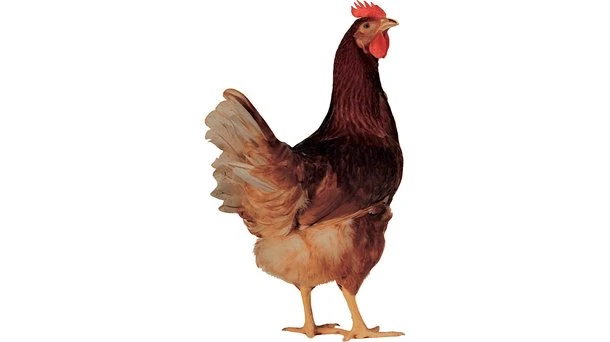 Hnědý kohout na bílém pozadí jako ilustrační obrázek.