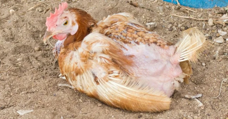 Nemocná slepice leží na zemi a ukazuje příznaky nemoci.