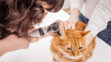 Veterinář zkoumá vnitřek ucha kočky pomocí otoskopu.