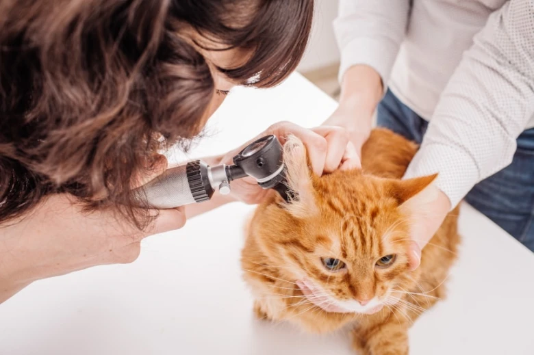 Veterinář zkoumá ucho kočky pomocí otoskopu při vyšetření.