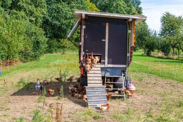 Kurník s kuřaty na trávníku mezi stromy.