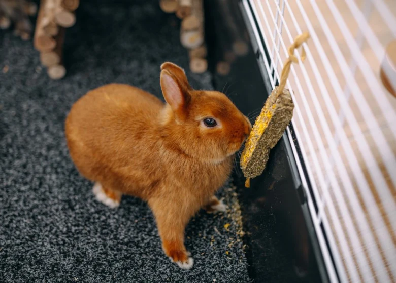 Králík v kleci s dřevěnou žvýkačkou na mřížce.