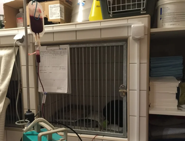 Kočka v kleci veterinární kliniky s infuzí.