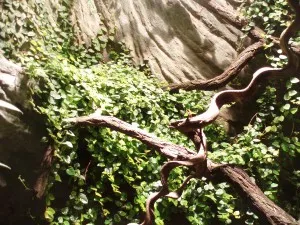 Zelené liany rostoucí po kmeni stromu v teráriu pro chameleony.