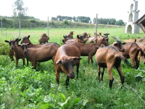 Skupina koz pasoucí se na zelené trávě venku.