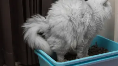 Bílá kočka v modrém kočičím záchodě s krmivem.