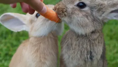 Dva králíci se žerou mrkev podávanou rukou