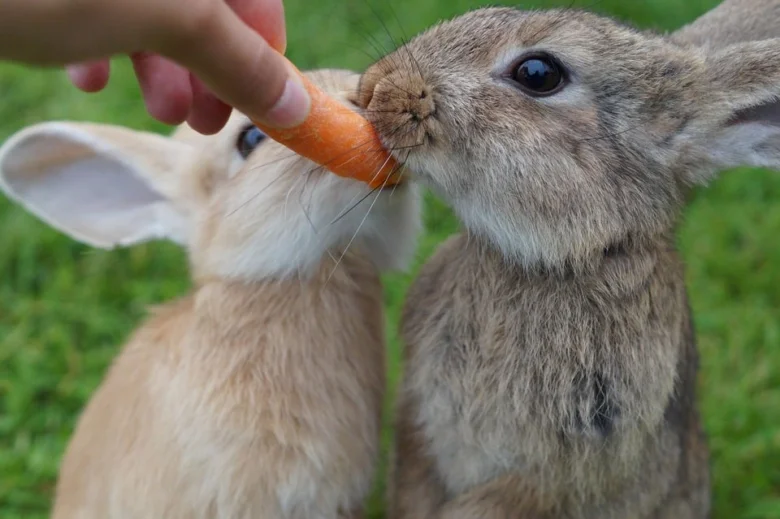 Dva králíci se žerou mrkev podávanou rukou