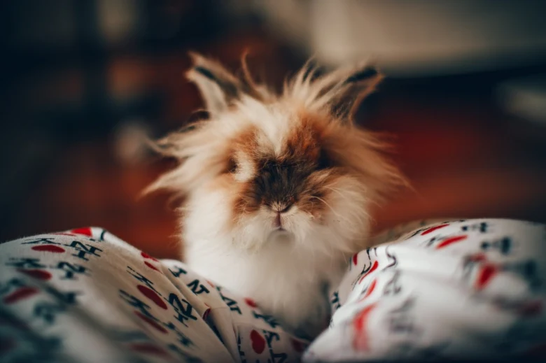 Long-haired rabbit