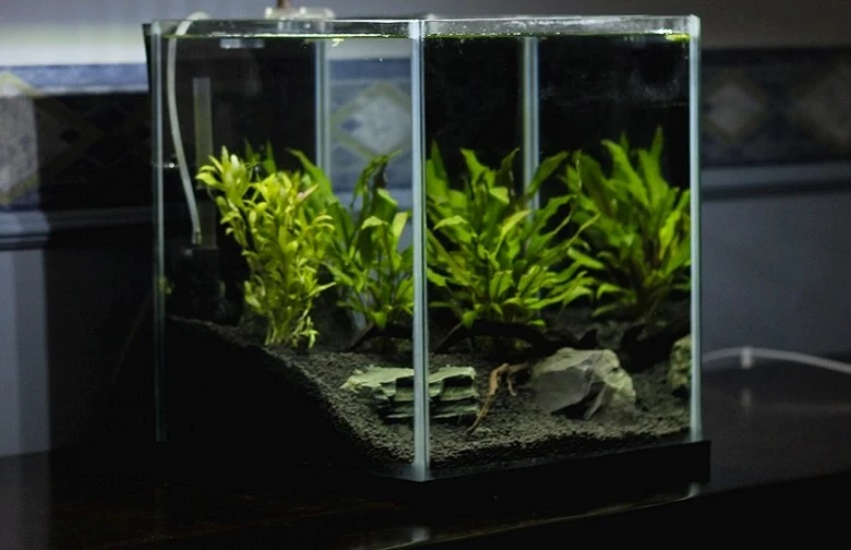 Akvarium s rostlinami a kameny pro žábu