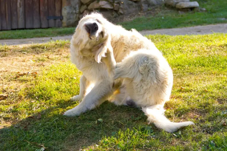 Dog scratching itself