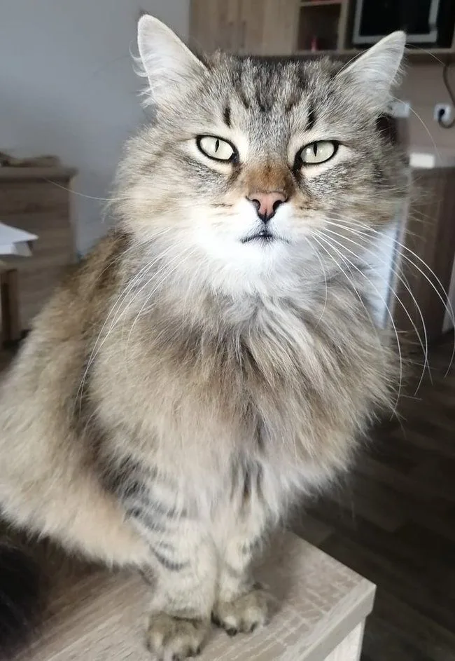Přímý pohled na chlupatou kočku s viditelným nosem a vousy.