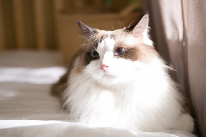 Fluffy cat relaxing on bed for apartment living article.
