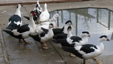 Skupina černobílých kachen na mokré ploše u vody