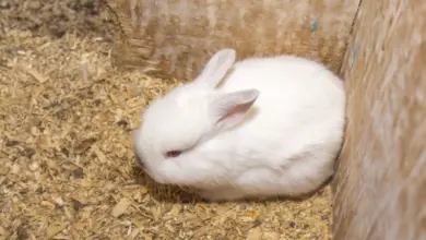 Bílý králík v kleci s dřevitým podestýlkem