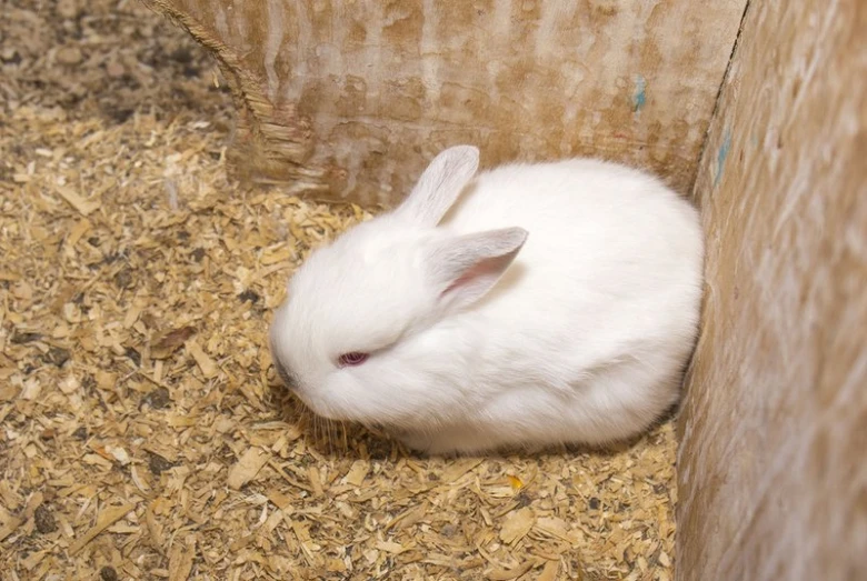Bílý králík v kleci s dřevitým podestýlkem