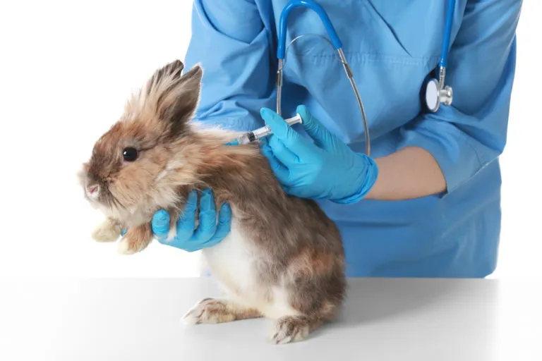 Veterinář podává králíkovi očkovací injekci do boku.