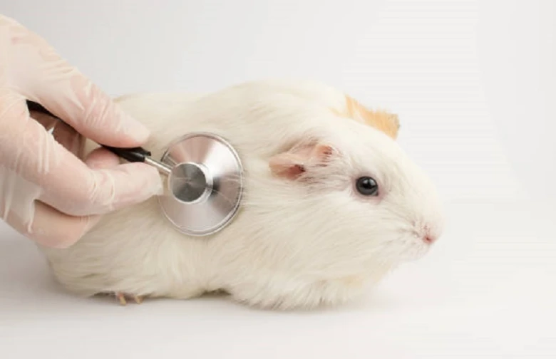 Veterinář zkouší morčete fonendoskopem na bílém pozadí.