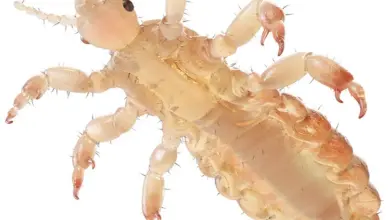 Detailní makrofotografie jedné hlodavce na bílém pozadí.