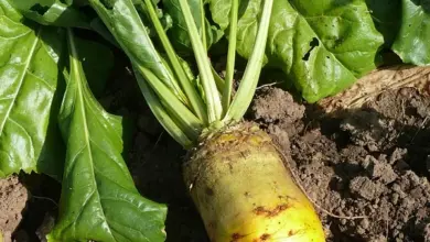 Sugar beet with leaves