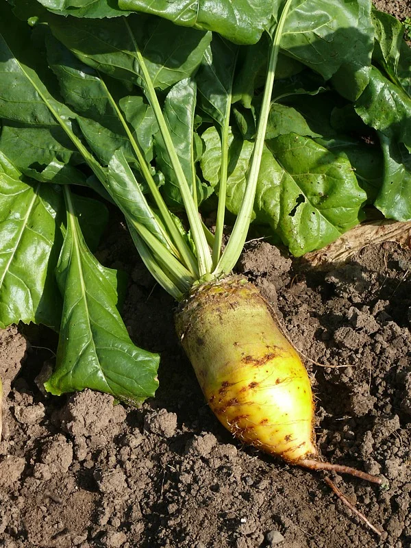 Sugar beet with leaves