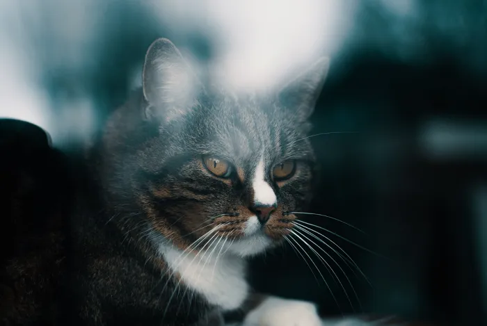 Přiblížená fotografie kočky s výrazným pohledem.