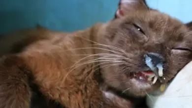 Kočka s příznaky kalcivirozy: výtok z nosu a úst.