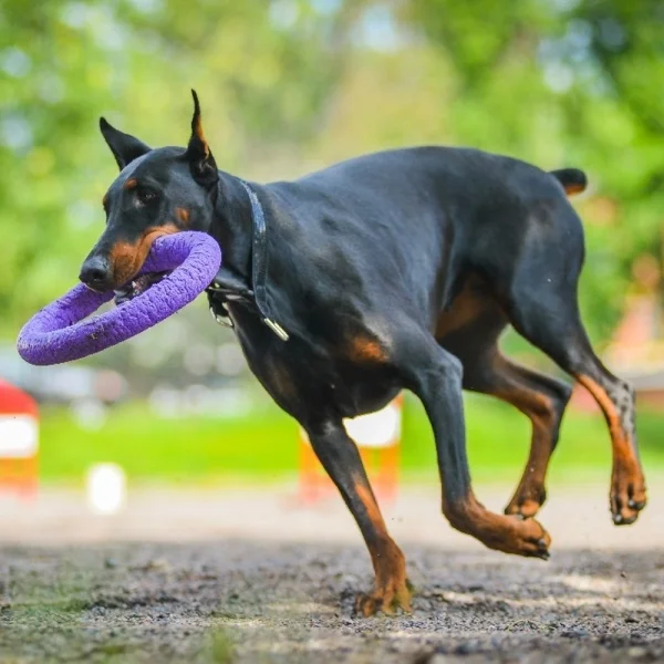 Černý doberman běží venku s fialovým hračkou v tlamě.