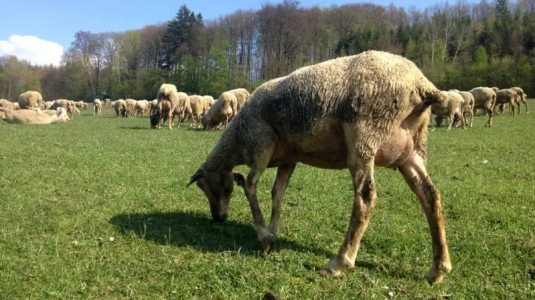 Stádo ovcí pasou na zelené louce pro chov.