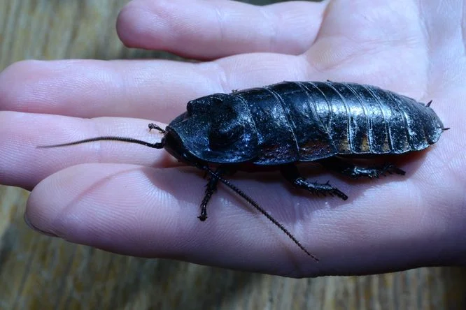 Velký šváb z Madagaskaru v lidské dlani na dřevěném pozadí.