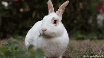 Bílý králík stojí na trávníku s rozostřeným pozadím.
