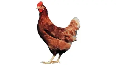 Hnědá kuřice plemene Hisex Brown na bílém pozadí.