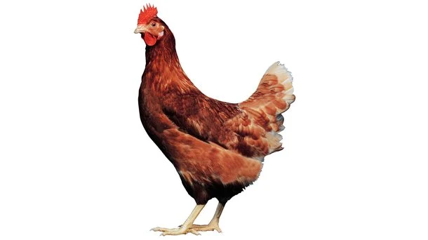 Hnědá kuřice plemene Hisex Brown na bílém pozadí.
