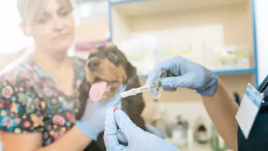 Veterinář podává injekci psu v ordinaci.