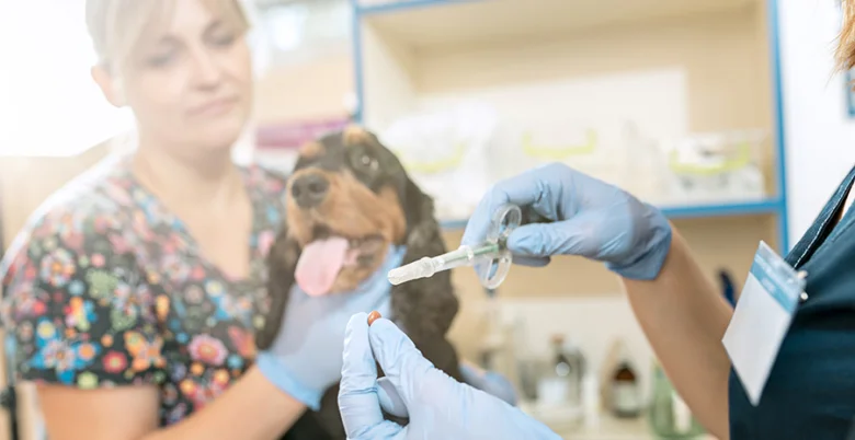 Veterinář podává injekci psu v ordinaci.