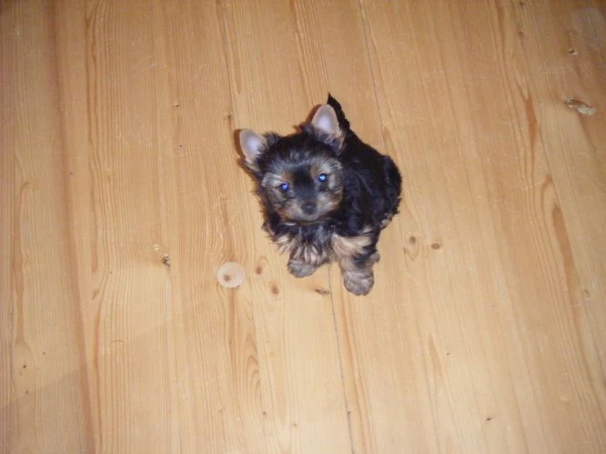 Yorkshire terrier puppy