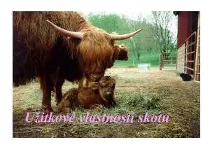 Hnědá kráva s telátkem na slámě v chovu skotu.