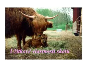 Hnědá kráva s telátkem na slámě v chovu skotu.