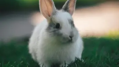 Malý bílý králík sedí na zelené trávě.