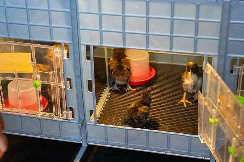 Chicks in brooder cages