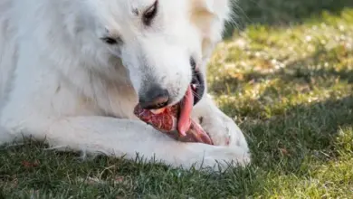 Bílý pes leží na trávě a žvýká kus masa.